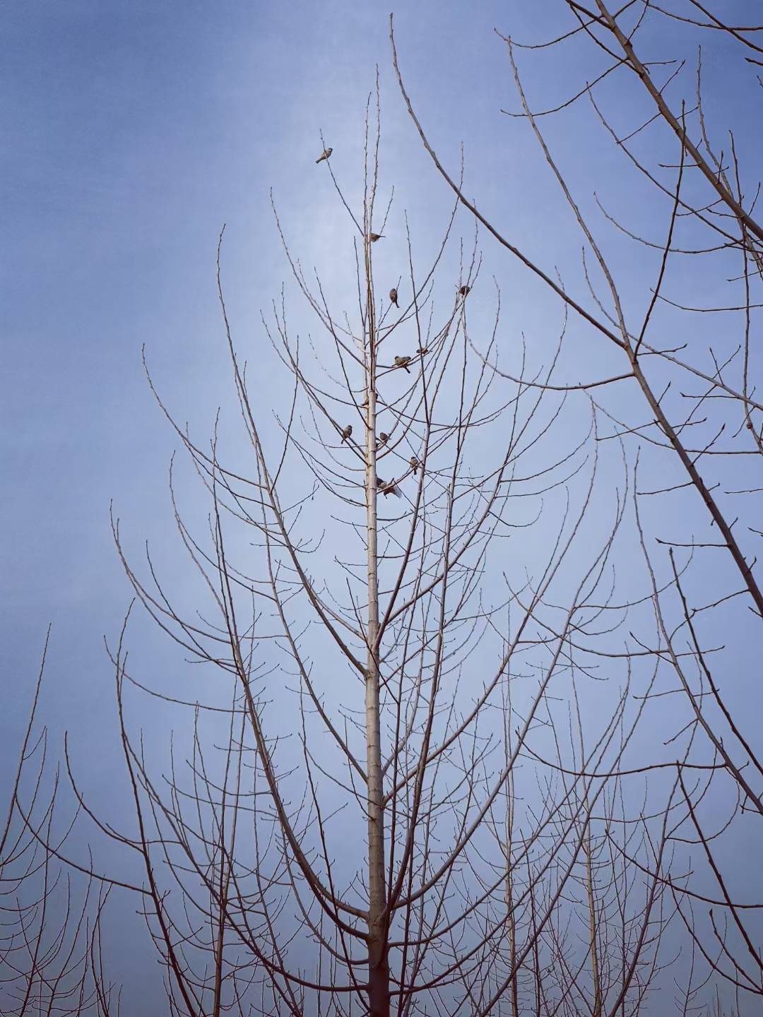 Leaves are Birds